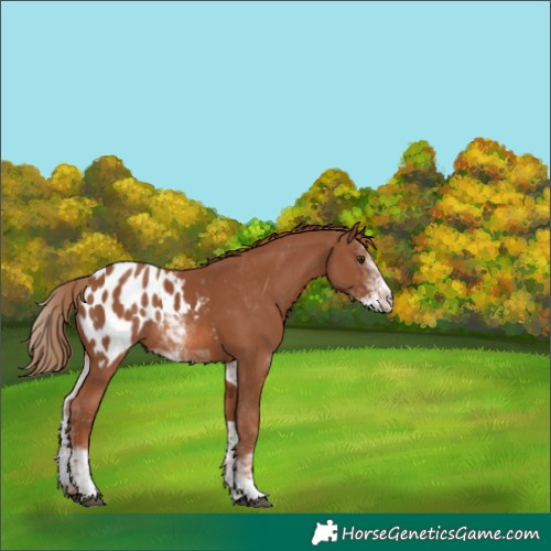Horse Color:Chestnut Sabino Appaloosa Rabicano 