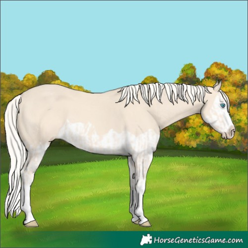 Horse Color:Cremello Splash  and Cremello Splash 
