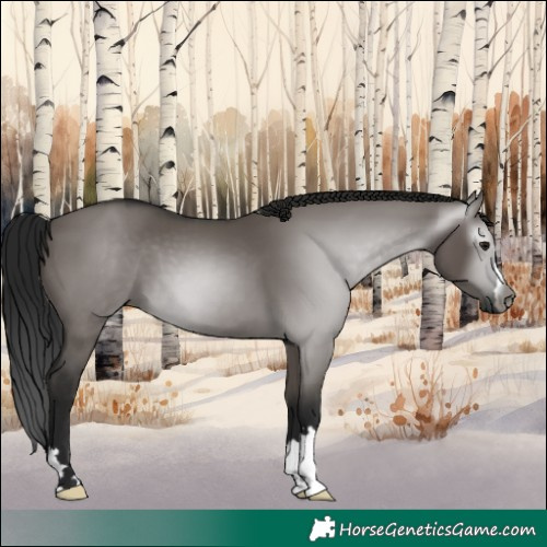 Horse Color:Gray Grullo
