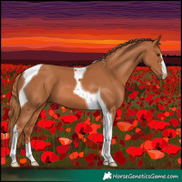 Horse Color:Chestnut Tobiano
