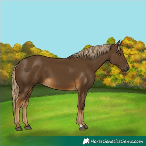 Horse Color:Unknown 