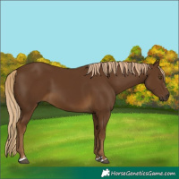 Horse Color:Chocolate Palomino 