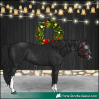 Horse Color:Gray White Spotted Black 