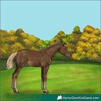 Horse Color:Chocolate Palomino 