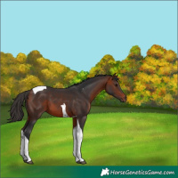 Horse Color:Bay Tobiano 