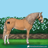 Horse Color:Chestnut Tobiano Rabicano
