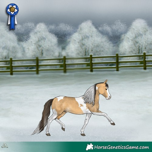 Horse Color:Buckskin Dun Splash Tobiano 