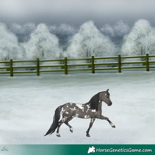 Horse Color:White Spotted Grullo Sabino