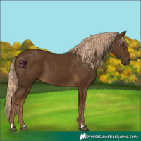Horse Color:Chocolate Palomino