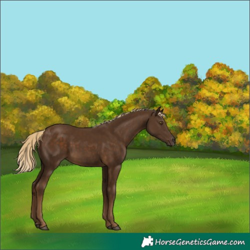 Horse Color:Chocolate Palomino 