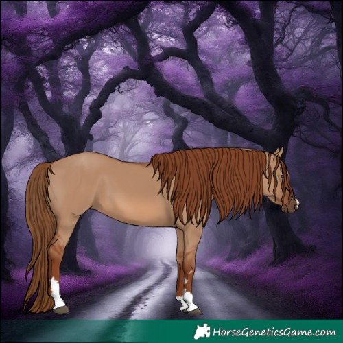 Horse Color:Red Dun 
