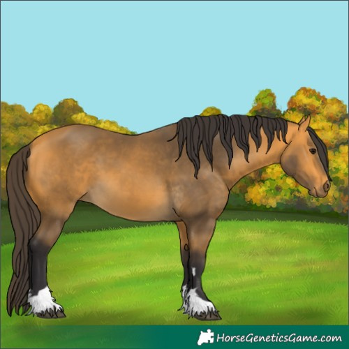 Horse Color:Buckskin 