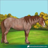 Horse Color:Red Roan Splash 