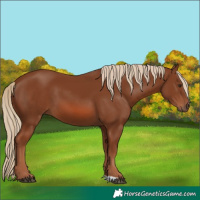 Horse Color:Chestnut 