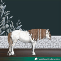 Horse Color:Liver Red Dun Roan Pearl Splash Tobiano Appaloosa