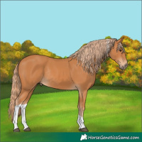 Horse Color:Chestnut Tobiano Rabicano 
