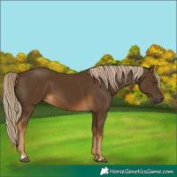 Horse Color:Chocolate Palomino 