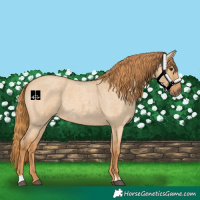 Horse Color:Red Dun Roan 