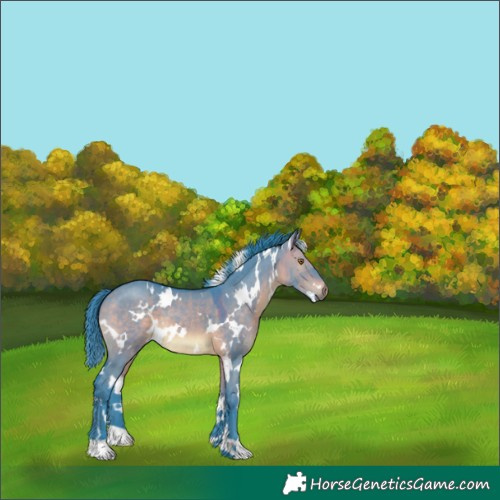 Horse Color:Watercolor White Spotted Brown Dun 
