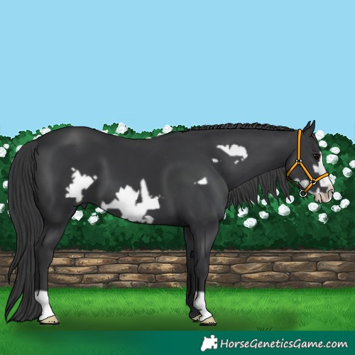 Horse Color:Black Frame 
