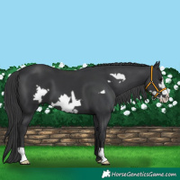 Horse Color:Black Frame