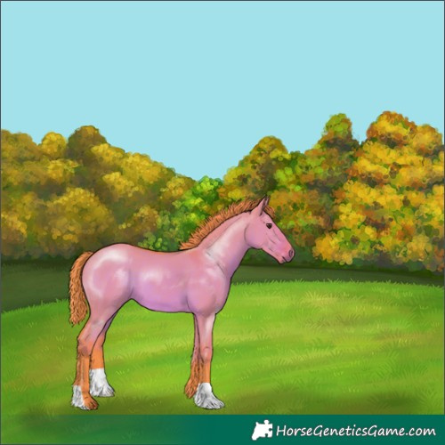Horse Color:Watercolor Liver Red Dun 