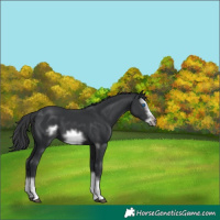 Horse Color:Black Sabino Splash Frame 