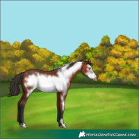 Horse Color:Bay Frame
