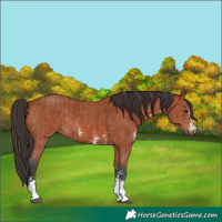 Horse Color:Bay Sabino Rabicano  and Bay Sabino Rabicano 