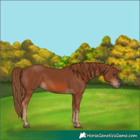 Horse Color:Chestnut Rabicano 