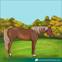 Horse Color:Chestnut Rabicano 