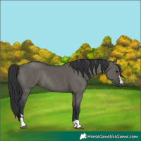 Horse Color:Grullo Rabicano 