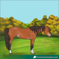 Horse Color:Bay Rabicano 