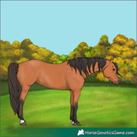 Horse Color:Bay Rabicano 