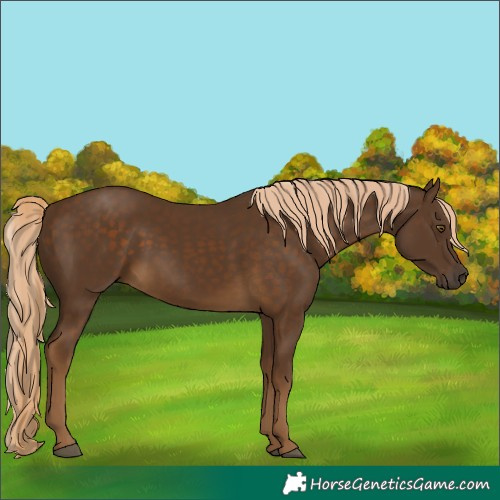 Horse Color:Unknown 