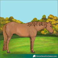 Horse Color:Chestnut 
