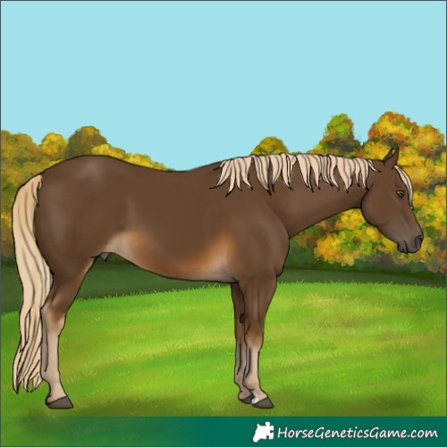 Horse Color:Chocolate Palomino 