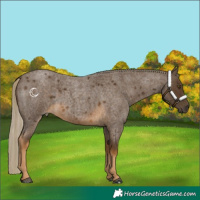 Horse Color:Chocolate Palomino Roan