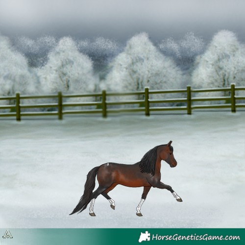 Horse Color:Brown Tobiano 