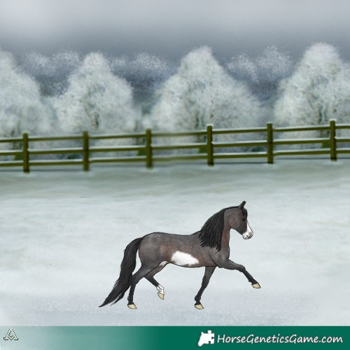 Horse Color:Brown Roan Frame 