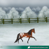 Horse Color:Brown Frame Appaloosa 