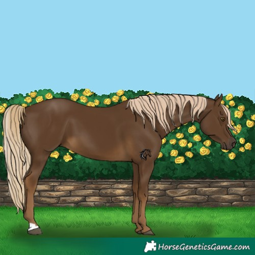 Horse Color:Chocolate Palomino 