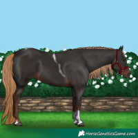 Horse Color:Liver Chestnut Tobiano