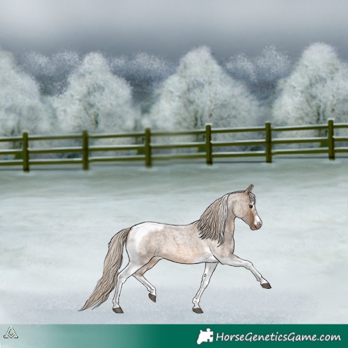 Horse Color:Chocolate Palomino Roan Splash Tobiano Frame