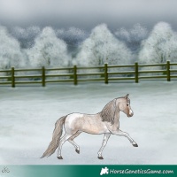 Horse Color:Chocolate Palomino Roan Splash Tobiano Frame