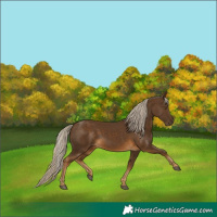 Horse Color:Chocolate Palomino 