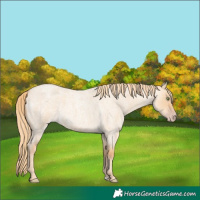 Horse Color:Gold Champagne Roan Dun 