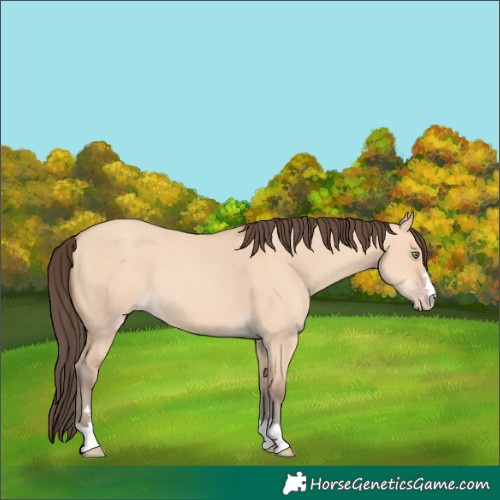Horse Color:Amber Champagne Dun