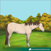 Horse Color:Amber Champagne Dun 
