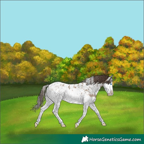 Horse Color:White Spotted Classic Champagne Sabino Splash Appaloosa 